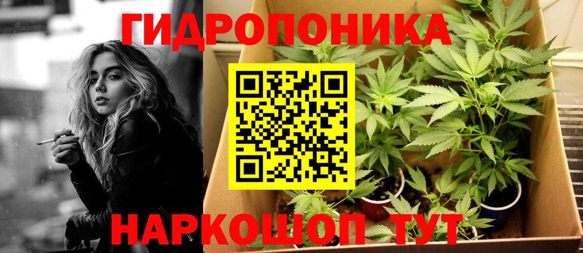 Канабис планчик Нурлат
